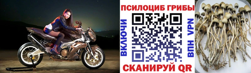 Галлюциногенные грибы Psilocybine cubensis  как найти   Зима 
